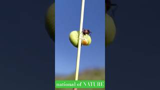 The tale of survival  Ant and caterpillar  by national of NATURE  ant caterpillar viralfeeds￼￼ [upl. by Horner]