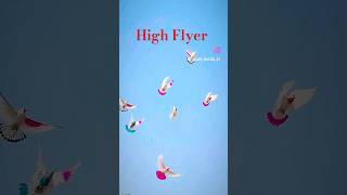 Top Class High Flyer pigeonlover shots viralvideo sound arshad HR pigoan club 🙏 subscribe ♥️👍🙏🙏 [upl. by Aelc318]