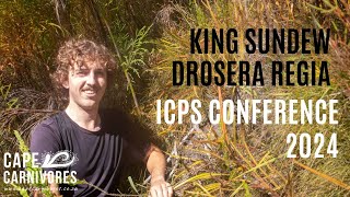 King Sundew  History Biology and conservation Conference Talk [upl. by Alegnaoj]