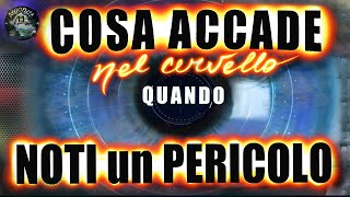 COSA ACCADE NEL CERVELLO QUANDO NOTI QUALCOSA DI MINACCIOSO azione scienze pericolo [upl. by Broderic178]