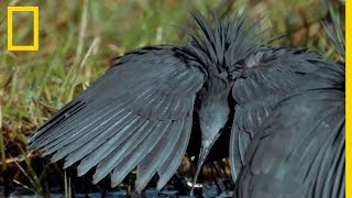 Ces oiseaux imitent le nénuphar pour piéger des poissons [upl. by Bilicki980]