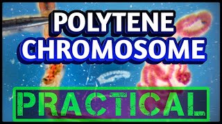 Polytene Chromosomes from Salivary glands  Dissection of Chironomus larvae [upl. by Hailat]