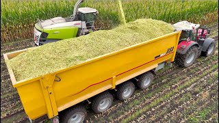 Maize Silage on Largest Dairy Farm in Holland  HUGE 75m3 4axle Pushoff Trailers  Van Bakel [upl. by Attelocin]