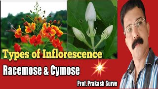 Types of inflorescence  Racemose amp Cymose  Class 11 Biology Practical  By Prof Prakash Surve [upl. by Eisdnil]