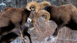 Bighorn Bash  The Best of Headbutts During the Rut [upl. by Goto]