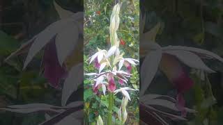 Phaius Orchids Closeup View [upl. by Lanos]