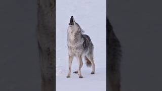 Sounds of Coyote Howling  Canis latrans Sounds [upl. by Caritta]