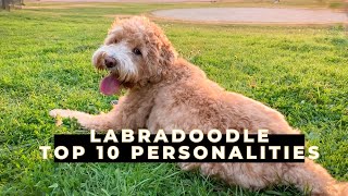 Labradoodle 101  10 Personalities of a Mini Labradoodle [upl. by Sandie]