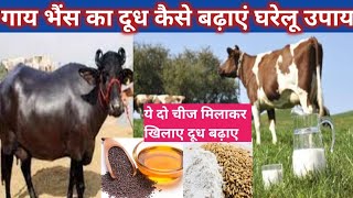 गाय भैंस का दूध कैसे बढ़ाएं घरेलू उपाय  Gai bhains ka dudh badhane ke liye desi upay vnsgoatfarm [upl. by Calder924]