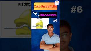 Ribosomes Explained  Cell  Unit of Life  Biology NEET  Class 11th [upl. by Adnarom]