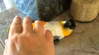 Crazy Caique Parrot Hopping Wrestling Talking [upl. by Deevan182]