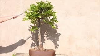 Tall and Elegant Oak Bonsai OD075  Quercus robur Bonsai for Sale [upl. by Fernald]