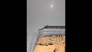 Typhochlaena seladonia sling tarantula spider animals [upl. by Leyes752]