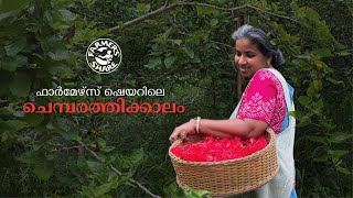 ഫാർമേഴ്‌സ് ഷെയറിലെ ഒരു ചെമ്പരത്തിക്കാലം  Hibiscus Harvest  Farmers share [upl. by Ramon742]