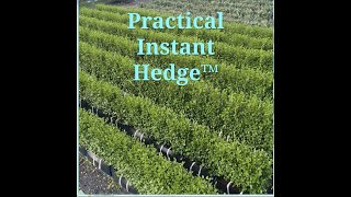 Practical Instant Hedge [upl. by Grethel]