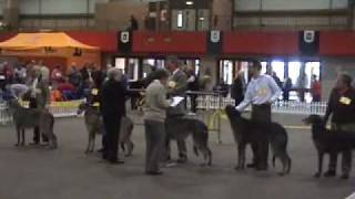 Scottish Deerhounds Scottish breeds Show 2007 [upl. by Eedna239]