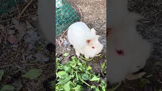 White rabbit eating lettuce rabbits [upl. by Aizitel]