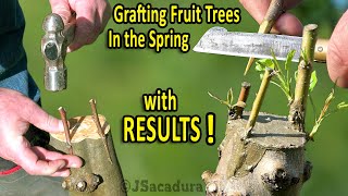 GRAFTING PEARS KIWIS GRAPES and FIGS in the SPRING  RESULTS and FollowUp [upl. by Eelarat]