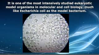 AP Biology  Saccharomyces Cerevisiae [upl. by Berl156]