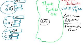 Negative selection of T Lymphocytes part 2 [upl. by Kerstin94]