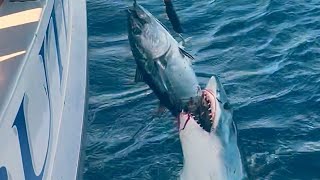 Ikan dimangsa hiu mancing tuna attack shark hiu fishing yellowfintuna fisherman nelayan [upl. by Lyreb]