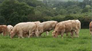 Charolais  Quality Irish Livestock [upl. by Eemia]