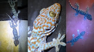 Wild Tokay Gecko Facts amp Mating call sound [upl. by Arymat]