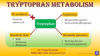 12 Tryptophan metabolism  Amino Acid Metabolism  Biochemistry  NJOY Biochemistry [upl. by Enilorac]