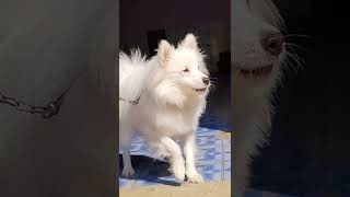 Indian Spitz Dog barking  indian spitz dog agressive  Rio ko 11 month Hogaya 😘 indian spitz 🐶 [upl. by Edieh]