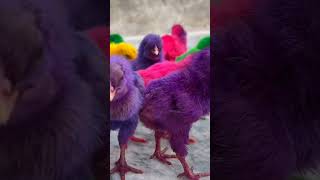 Cute baby chicks 🐣 chirping shorts chicks trending youtubeshorts [upl. by Tung]