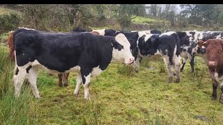 Midway through November outwintering cattle inireland regenerativefarm [upl. by Pare]