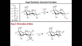 Lec10  Alkylation and Acetylation of Sugars [upl. by Victorine643]