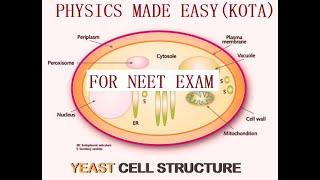 SOLVED MCQs PART  III BIOMOLECULES YEAST CELL TRANSPORT IN PLANTS MINERAL NUTRITION FOR NEET1 [upl. by Podvin310]