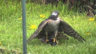 Sparrowhawk Catches a Starling [upl. by Attezi]