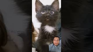 Black cat 😺 viral video funny viralcatvideo trendingshorts cuteanimal trending animals trend [upl. by Edward]