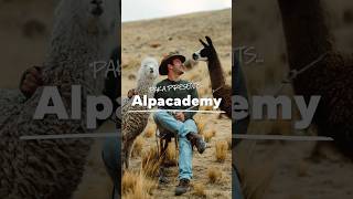 Alpacademy Alpacas vs Llamas [upl. by Anelec]