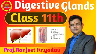 Digestive glands  in hindi  Human physiology Digestive system  By  ProfRanjeet Kr yadav [upl. by Capwell]