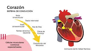 HISTOLOGÍA DEL SISTEMA CARDIOVASCULAR GENERALIDADES Y CORAZÓN Parte 12 Dra Valeria López L [upl. by Anerroc102]