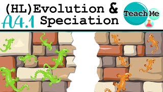 A41  Evolution amp Speciation  IB Biology HL [upl. by Devona]