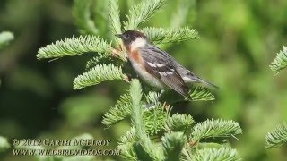 Baybreasted Warbler in Maine [upl. by Critchfield462]