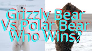 Grizzly Bear Vs Polar Bear Animal Fight Who Wins Epic Showdown Power Vs Power [upl. by Awram]