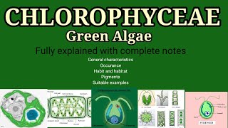 General characteristics of chlorophyceae l Chlorophyceae green Algae l chlorophyceae Bsc l year NEET [upl. by Aley]