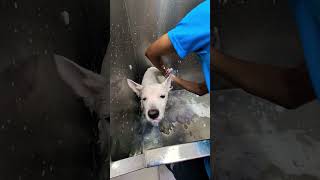 Keya se Keya ho gaya😜🤪trending ytshorts viralvideo funnyanimal grooming likeandsubscribe❤️‍🔥🔥🙏 [upl. by Ojoj]