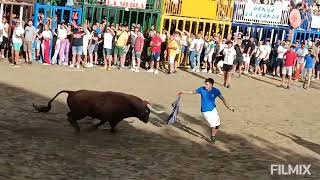 BURRIANA  CS  492024 TORO CERRIL DE CEBADA GAGO [upl. by Saddler908]