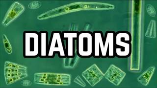 What are Diatoms Why Are They So Important To Life [upl. by Sutherlan25]