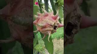 How to Protect Your Dragon Fruits from 🐝Fruit Fly udaydragonfruitfarm kichhadragonfruitfarm [upl. by Eenafit887]