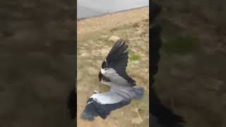 Peregrine falcon catches great blue heron [upl. by Eicul]