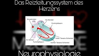 Das Reizleitungssystem des Herzens  Neurophysiologie  Basics EKG  MedLifeDE [upl. by Orelia393]