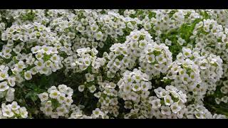 Watering Carpet Of Snow Alyssum Flower [upl. by Hcib]