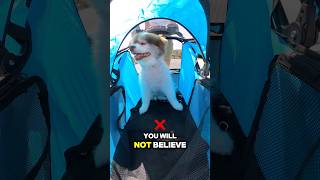 Protect your dogs from UV rays mosquitos and cataract 😎 dogs petstroller pomeranian doglover [upl. by Rolanda]